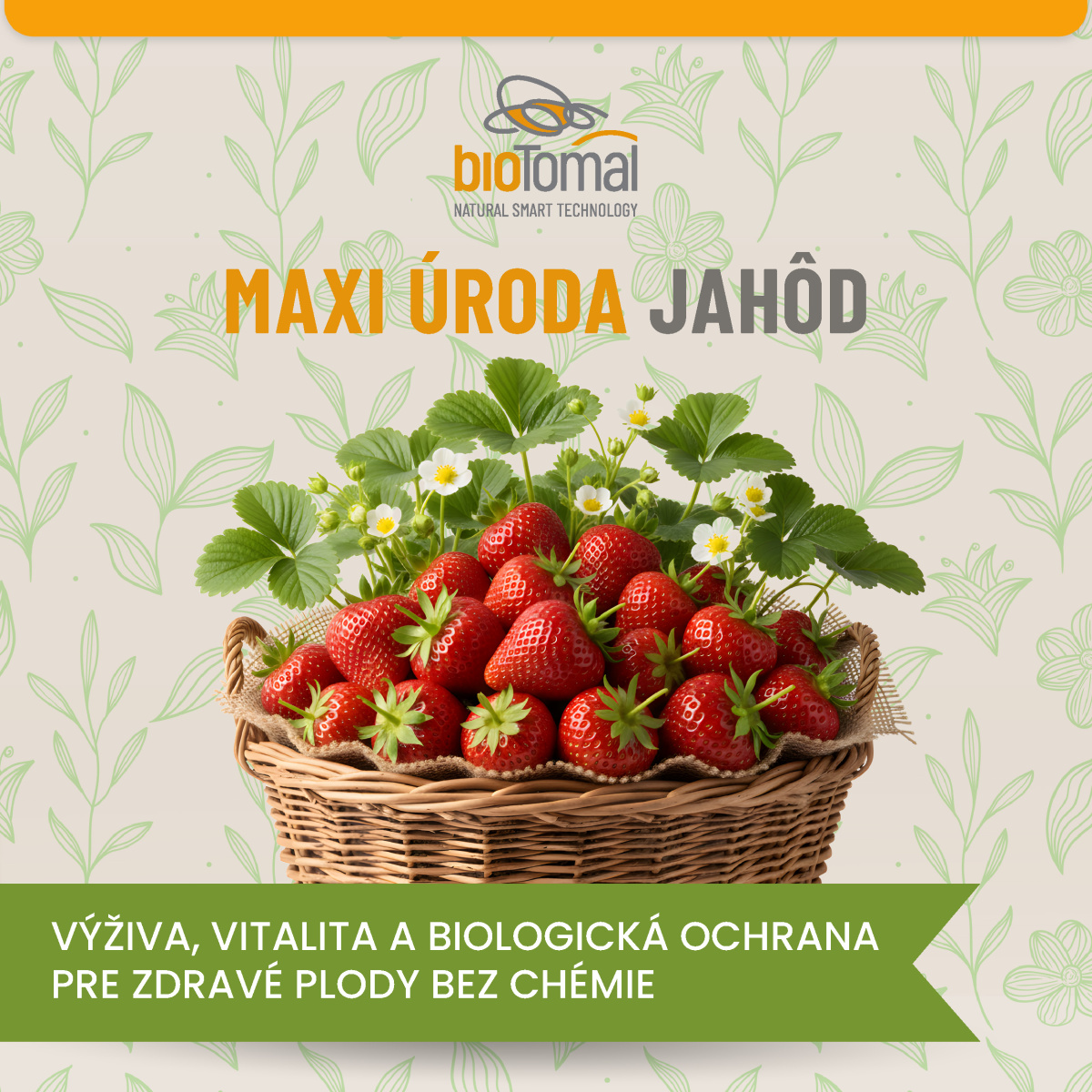 🍓 Ako dosiahnuť zdravé jahody a maximálnu úrodu bez chémie