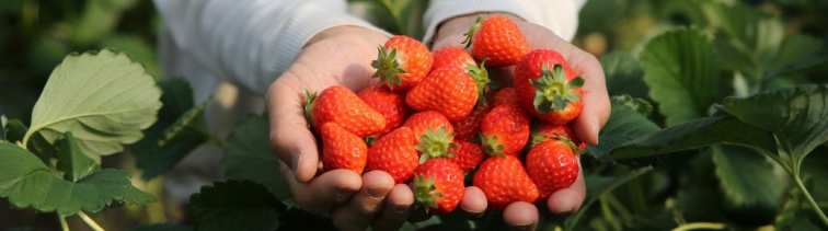 Ako sa starať o jahody od skorej jari, aby boli zdravé, sladké a plné živín