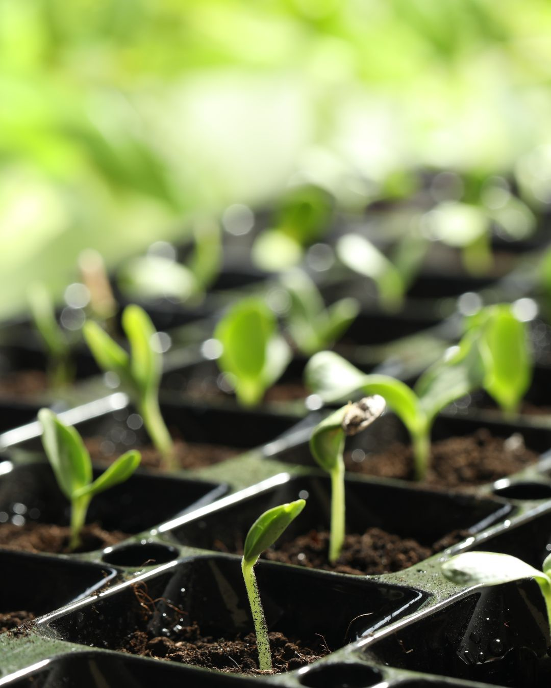 Ako funguje mega‑N a prečo je jeho jarná aplikácia výhodou pre pestovateľov