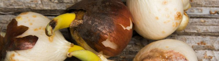 Cibuľoviny pod ochranou, škodcovia na úteku