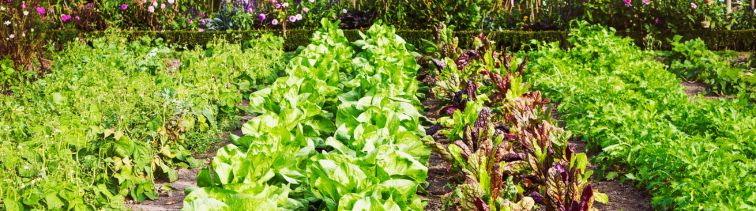 Augustová záhrada plná života, vôní a farieb