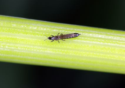 Strapky – drobní škodcovia, ktorí oslabujú izbové rastliny a šíria choroby
