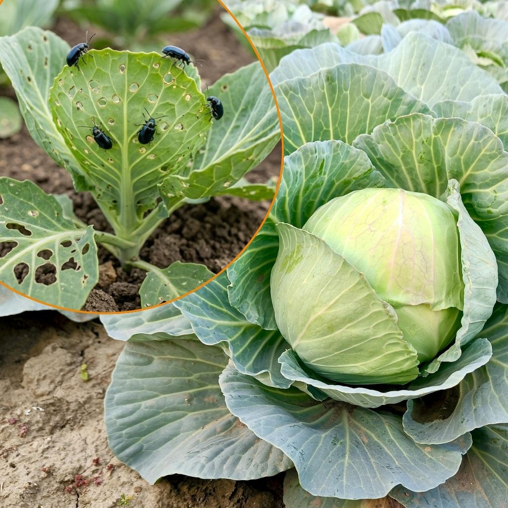 Horúčavy a sucho: prečo je leto kritickým obdobím pre ochranu koreňov rastlín