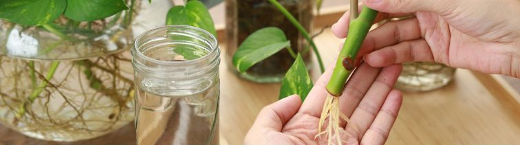 Rozmnožovanie rastlín z odrezkov