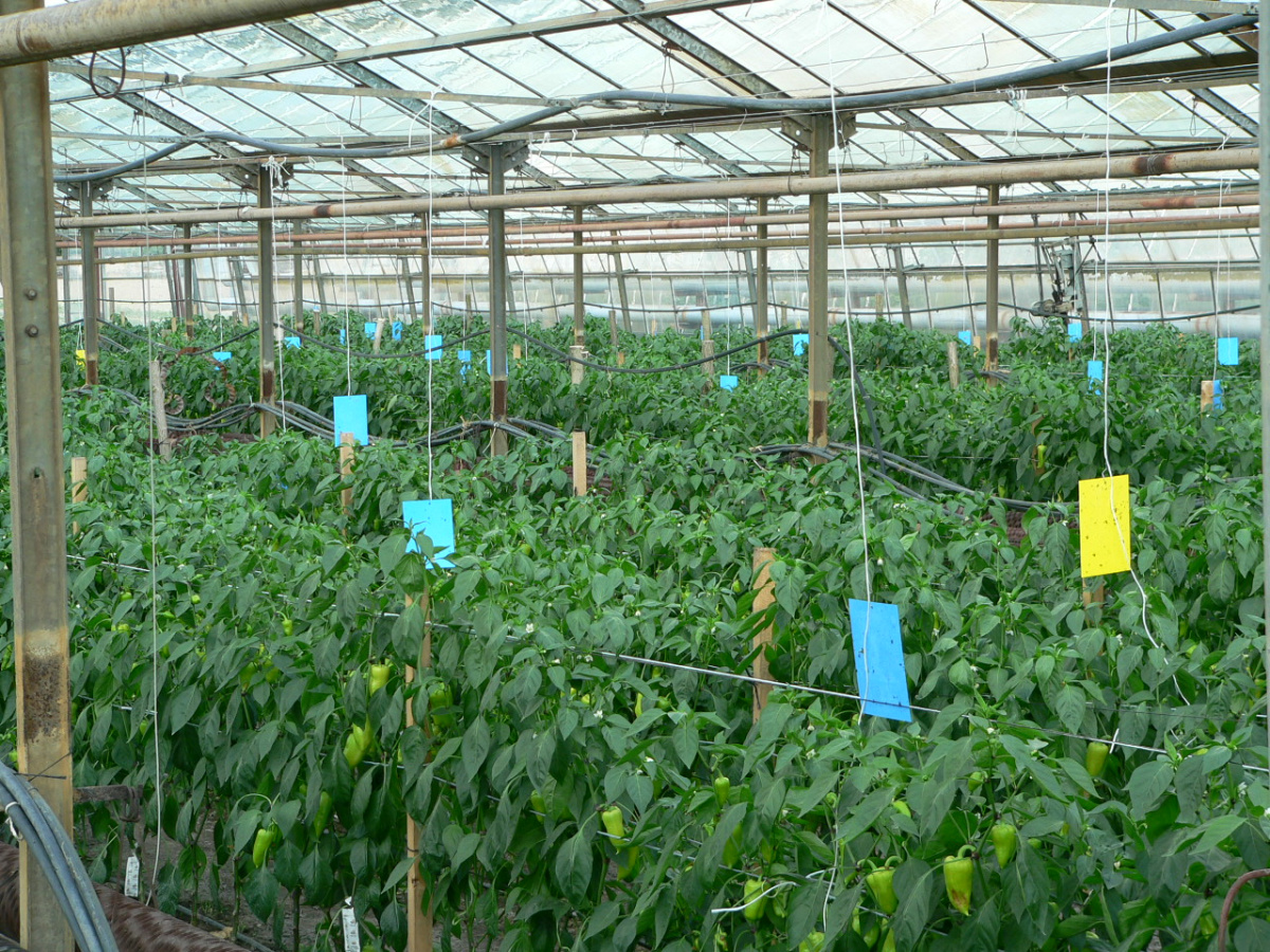 🚨 Strapky – najväčšia hrozba jari v skleníkoch