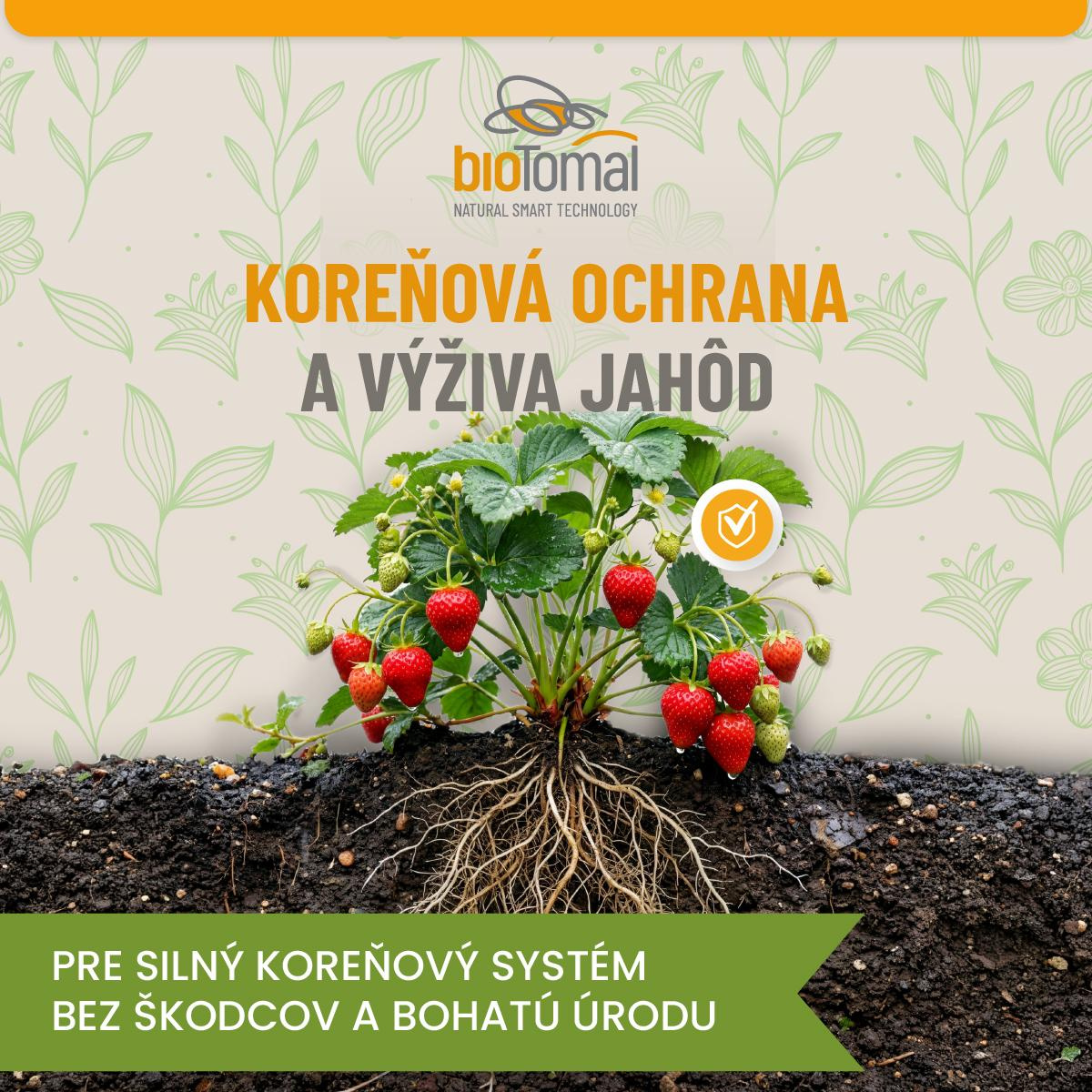 🍓 Ako dosiahnuť zdravé jahody a maximálnu úrodu bez chémie