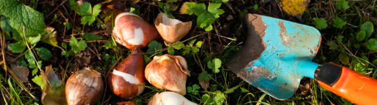 Cibuľoviny pod ochranou, škodcovia na úteku