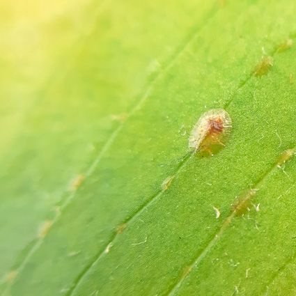 Puklice – prečo sú nebezpečné a ako sa ich zbaviť biologicky
