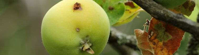 Ochrana budúcoročnej úrody už na jeseň