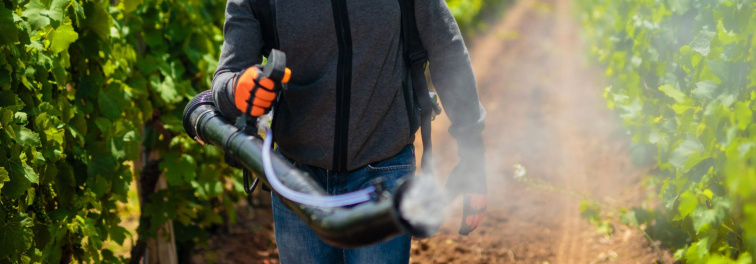 Jesenný umývací postrek proti cikáde – prečo je dôležitý? 