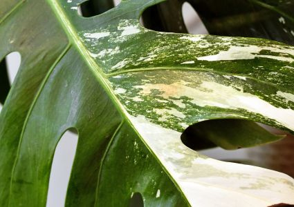 Strapky – drobní škodcovia, ktorí oslabujú izbové rastliny a šíria choroby