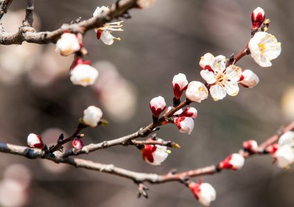 🌿 Máte malú záhradu a málo hmyzu? Ako zabezpečiť opelenie v prímestských a mestských záhradách