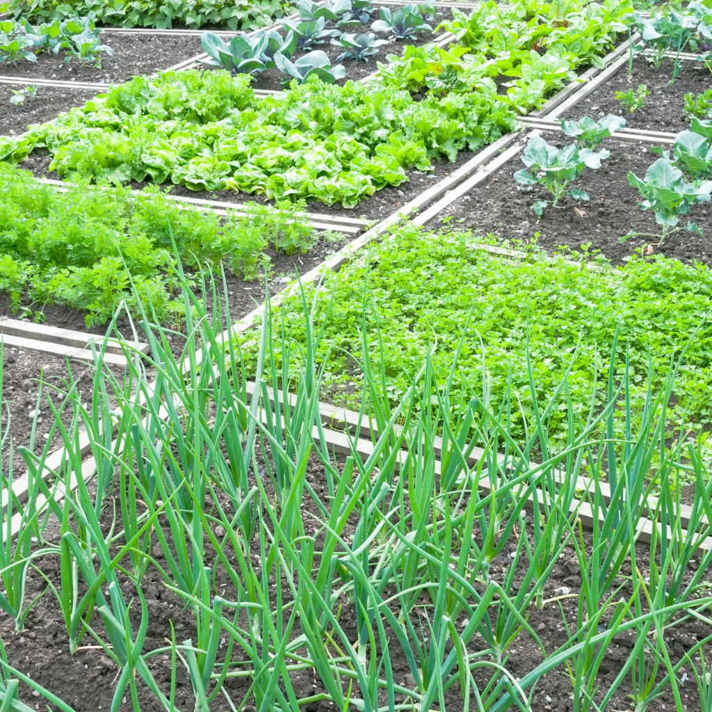 Správne striedanie plodín: zdravá pôda, menej chémie, vyššia úroda