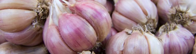 Cibuľoviny pod ochranou, škodcovia na úteku