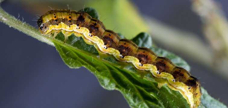 Zdravá úroda bez húseníc – biologická ochrana proti more bavlníkovej