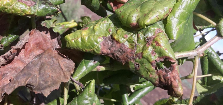 Jesenné a jarné umytie – šetrné k prírode aj úrode 