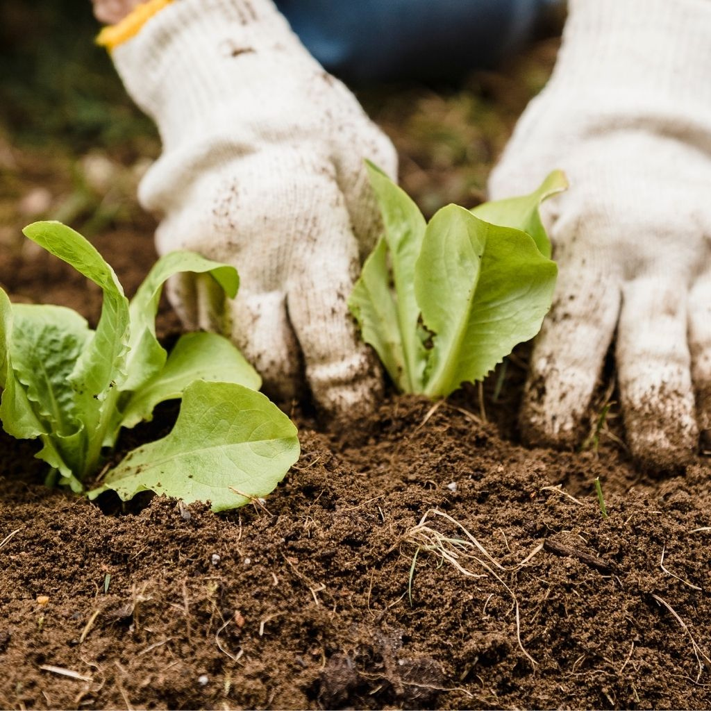 Zeleninové priesady v chladnej jari: Ako ich chrániť pred stresom?