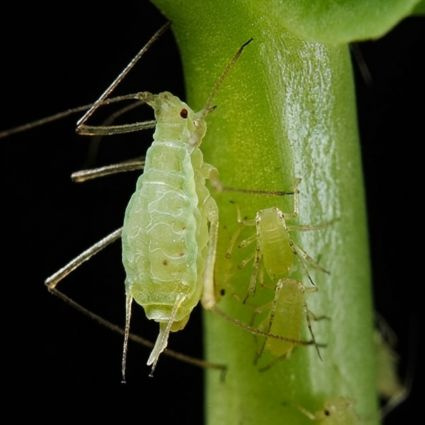 Vošky – najčastejší škodcovia izbových rastlín a ako sa ich zbaviť