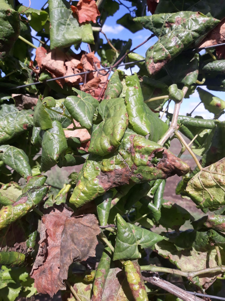 Zlaté žltnutie viniča (Flavescence dorée) – závažná hrozba pre európske vinohradníctvo
