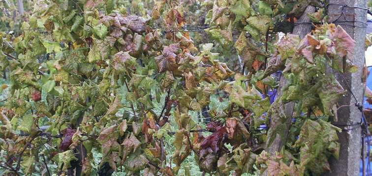 Zlaté žltnutie viniča (Flavescence dorée) – závažná hrozba pre európske vinohradníctvo