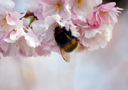 🐝 Prečo opeľovať čmeliakmi? Najúčinnejší spôsob, ako zvýšiť úrodu moderným a prirodzeným spôsobom