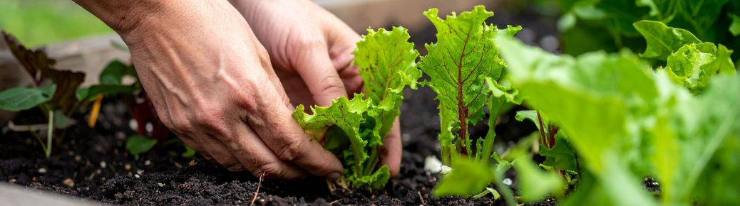 Ako funguje mega‑N a prečo je jeho jarná aplikácia výhodou pre pestovateľov