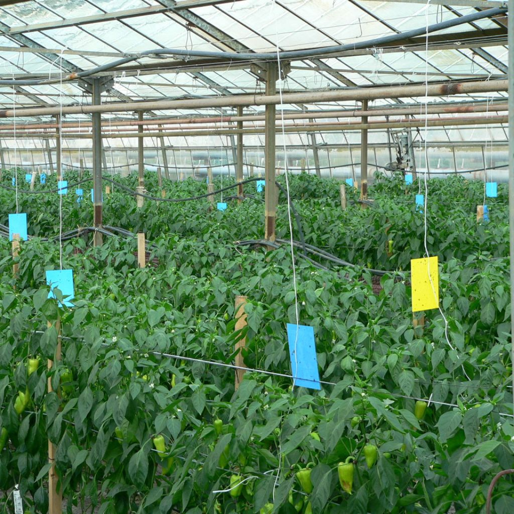 🛡️ Základ biologickej ochrany: signalizácia škodcov v skleníkoch