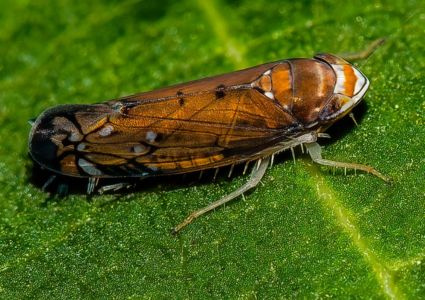 Biologická ochrana viniča proti Scaphoideus titanus na jar