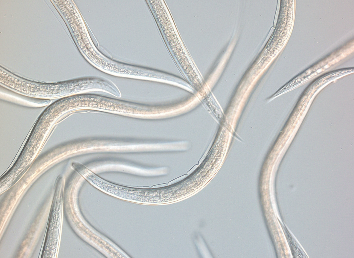 Medvedík (šťúr) v záhrade: ako sa ho zbaviť bez chémie – a pritom múdro