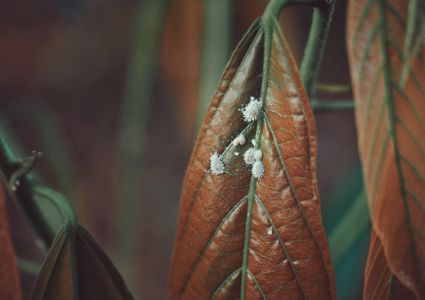Červce – škodcovia, ktorí oslabujú izbové rastliny a zanechávajú lepkavé stopy