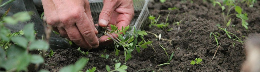 Medvedík (šťúr) v záhrade: ako sa ho zbaviť bez chémie – a pritom múdro