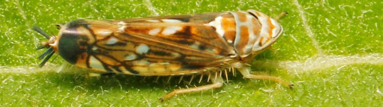 Dravé roztoče Typhlodromus Pyri