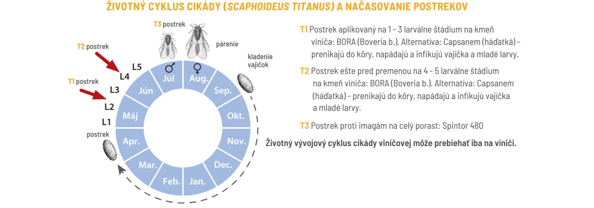 Vianoce s bioTomal – keď nákup prináša viac než radosť
