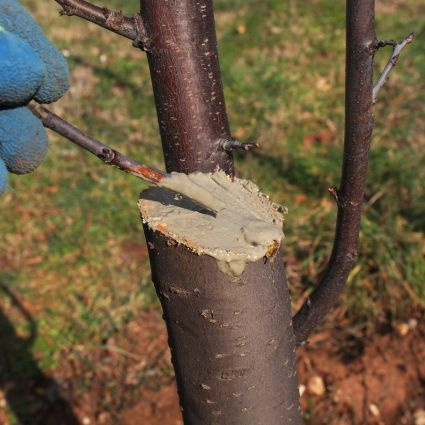 Ošetrovanie rezných rán vo vinohrade: kľúč k ochrane pred drevokaznými chorobami