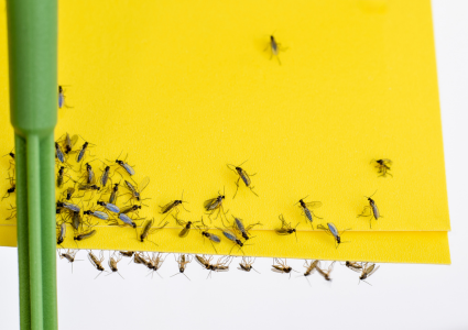 Smútivky – nenápadný škodca, ktorý ohrozuje korene izbových rastlín