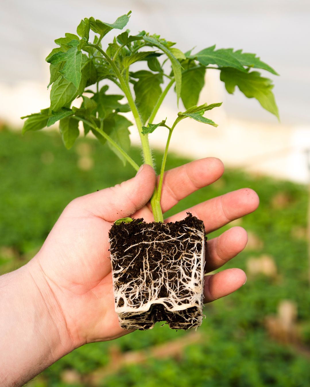 Ako funguje mega‑N a prečo je jeho jarná aplikácia výhodou pre pestovateľov