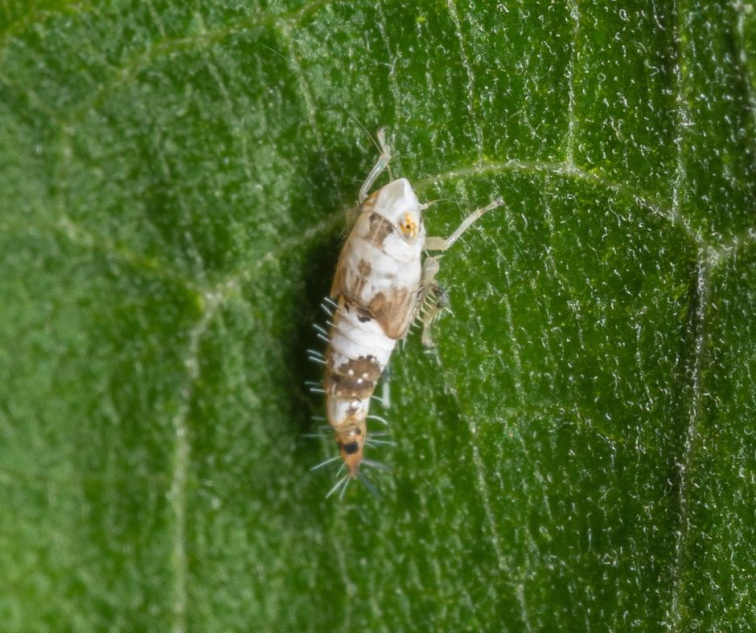 Vianoce s bioTomal – keď nákup prináša viac než radosť