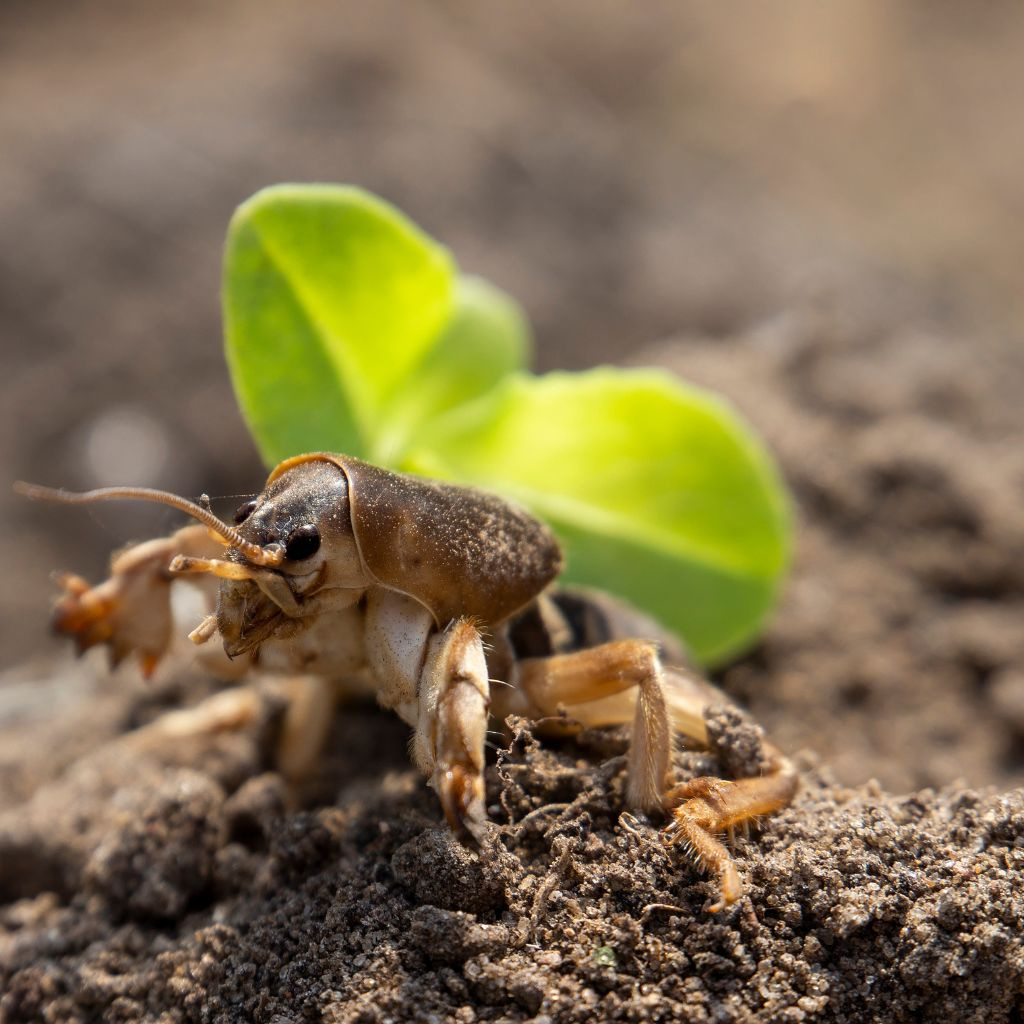 Medvedík (šťúr) v záhrade: ako sa ho zbaviť bez chémie – a pritom múdro
