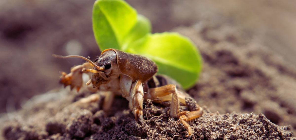 🛡️ Základ biologickej ochrany: signalizácia škodcov v skleníkoch