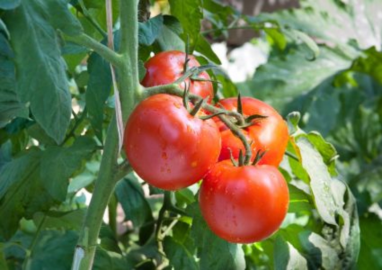 Zdravá úroda bez húseníc – biologická ochrana proti more bavlníkovej