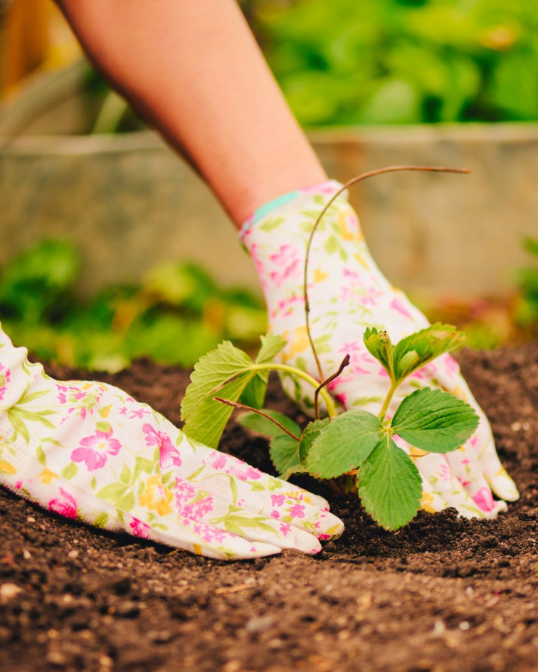 Ako sa starať o jahody od skorej jari, aby boli zdravé, sladké a plné živín