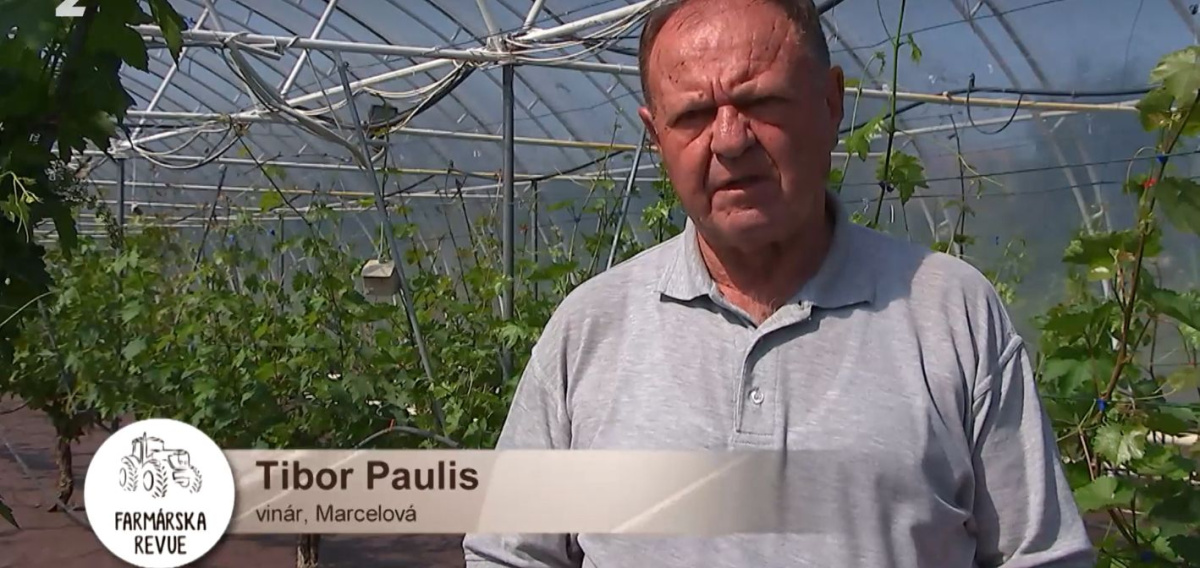 Farmárska revue: Vinič vo fóliovníku a biologická ochrana pred fytoplazmou