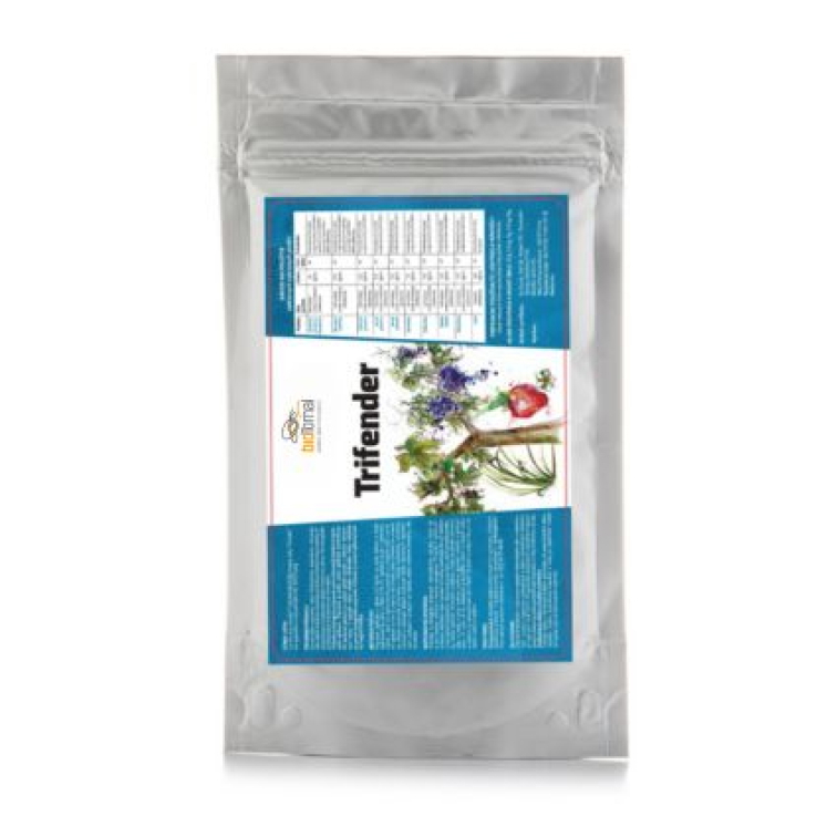 Cesnak - morenie sadbového materiálu