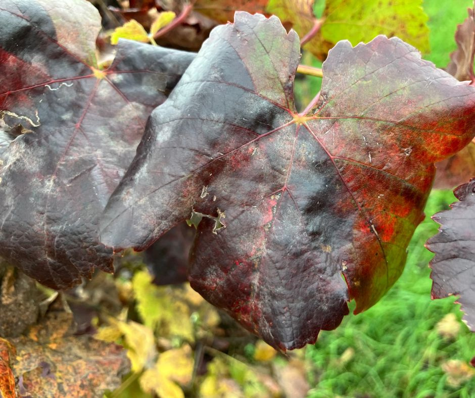 Biologická ochrana viniča proti Scaphoideus titanus na jar