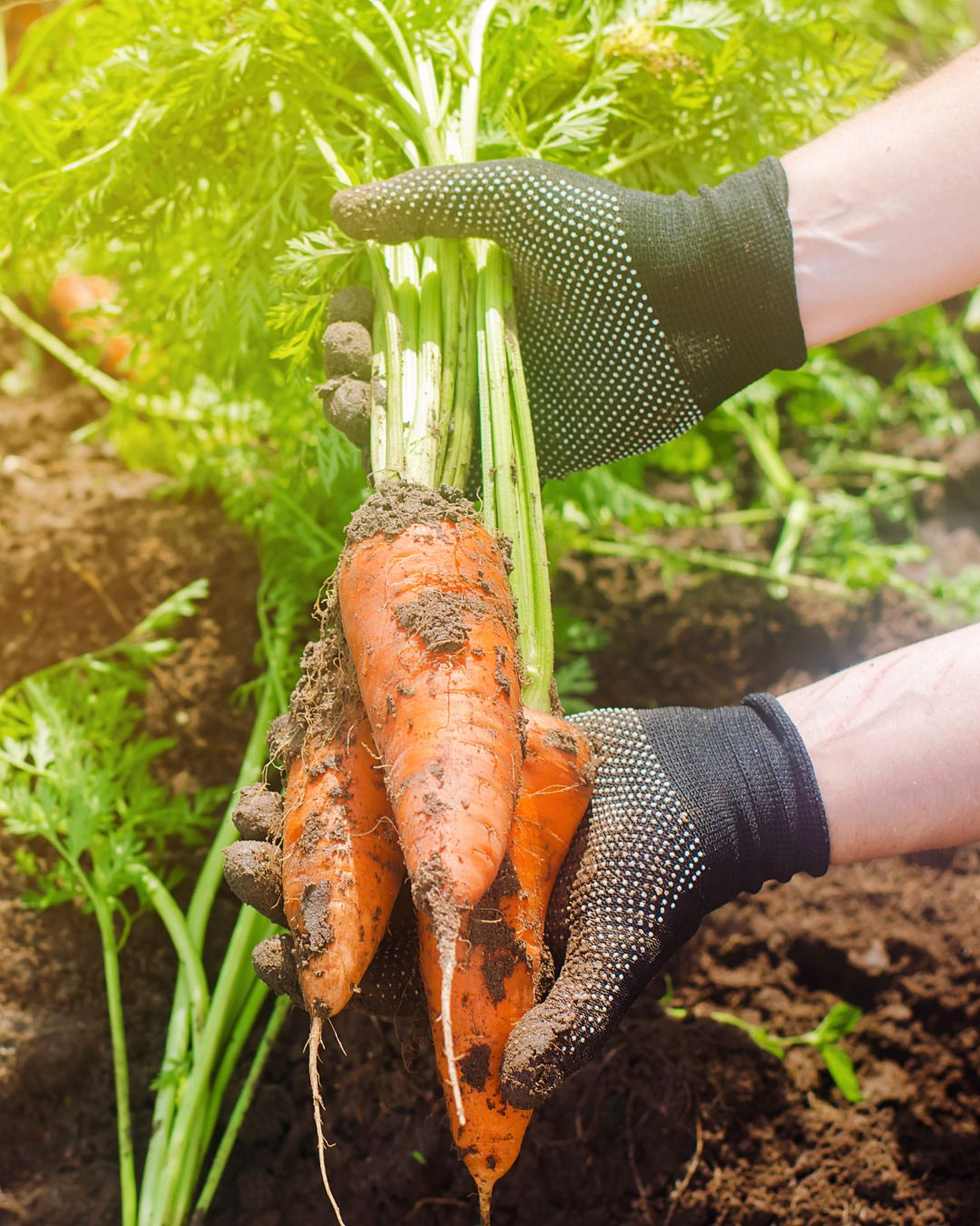 Ako funguje mega‑N a prečo je jeho jarná aplikácia výhodou pre pestovateľov