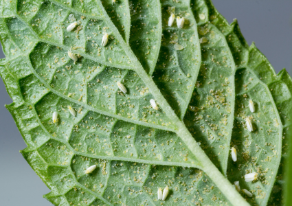 Molice – biele mušky, ktoré ničia izbové rastliny – ako sa ich zbaviť