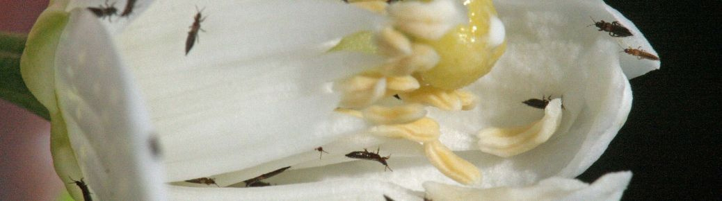 🪰 Smútivky – tichý nepriateľ koreňov v skleníkoch a črepníkoch