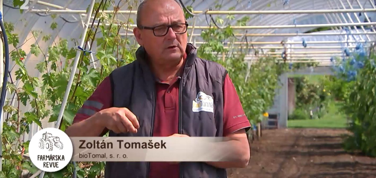 Farmárska revue: Vinič vo fóliovníku a biologická ochrana pred fytoplazmou