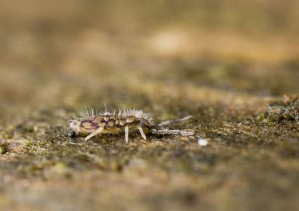 Chvostoskoky – skákajúci hmyz v pôde izbových rastlín: škodca alebo pomocník?