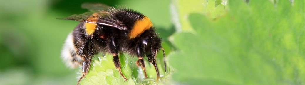 Natupol BOOSTER Čmeľ/trúdy